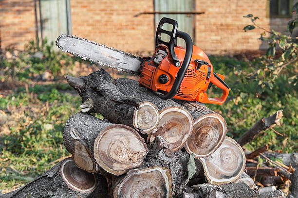 Best Best Tree Removal Services  in USA